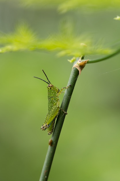 Groene sprinkhaan op plant