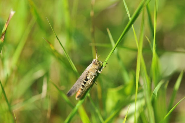 Groene sprinkhaan zit op een grassprietje