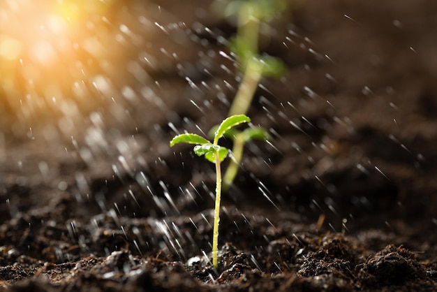 Groene spruit die uit de grond groeit Zaden water geven met waterregen valt op een kleine groene spruit nieuw of opstartend concept