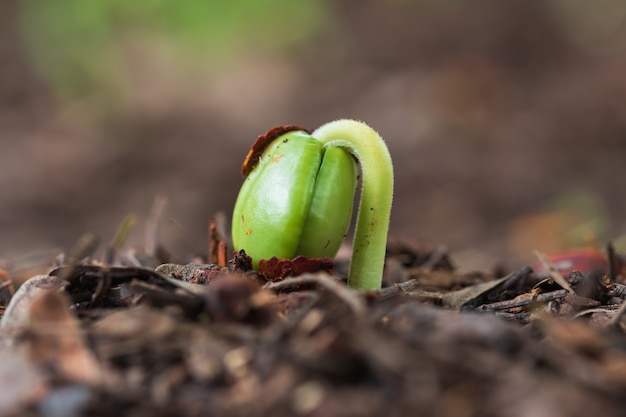 Groene spruit die uit de grond groeit.