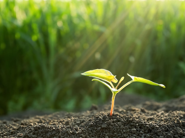 Groene spruit die uit de grond groeit