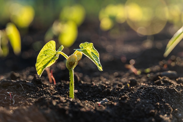 Groene spruit groeit uit de grond, nieuw leven of start of begin eco-concept