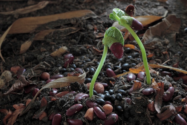 Groene spruit groeit uit zaad