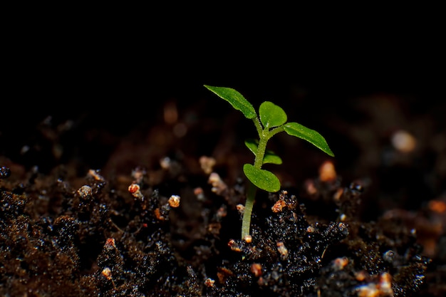 Groene spruit groeit uit zaad