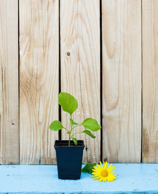 Groene spruit in een pot op een houten achtergrond. Gele bloem