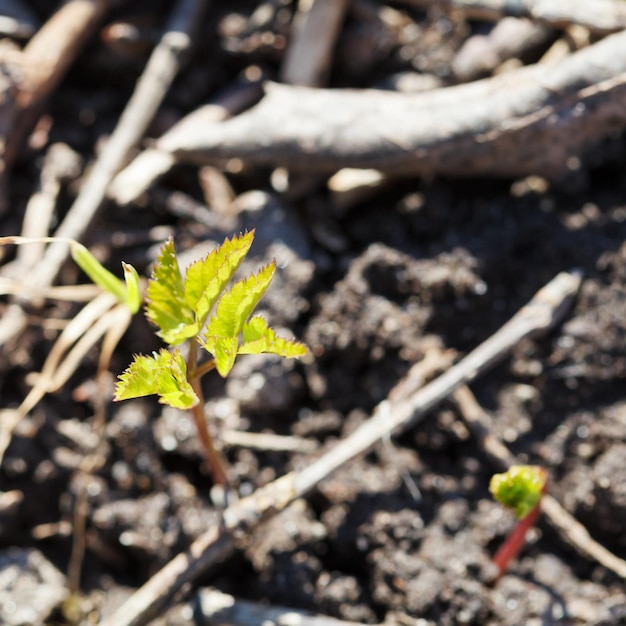 Groene spruit in natte grond close-up