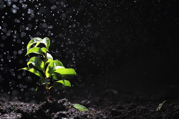 Groene spruit op de grond. Lente concept. Zaailingen in de grond. De natuur vernieuwen is een idee. Handen planten een spruit in de grond.