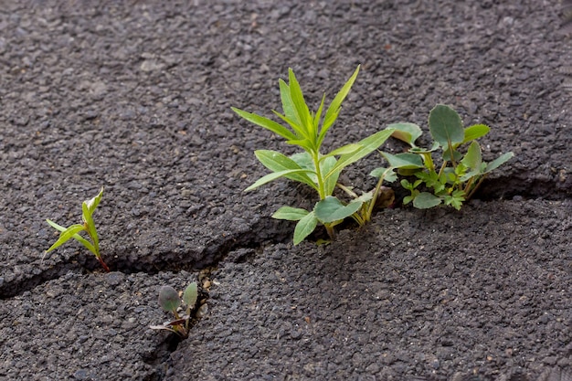 Groene spruit op grijs gebarsten asfalt