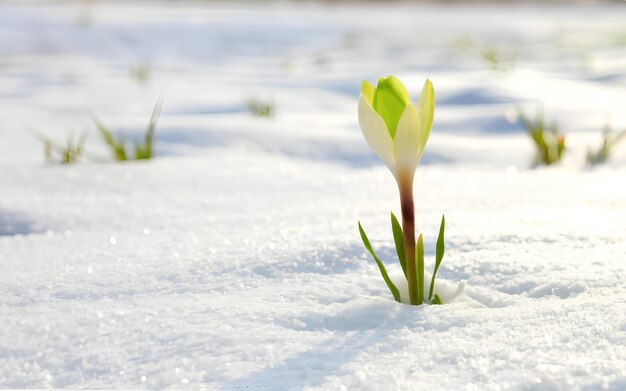 Groene spruiten die uit de sneeuw komen.