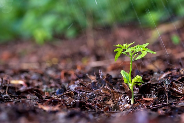 Groene spruiten in de regen