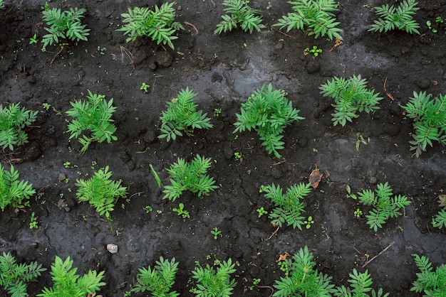 Groene spruiten op zwarte grond. groenten kweken in de landbouw. top twist op groene scheuten