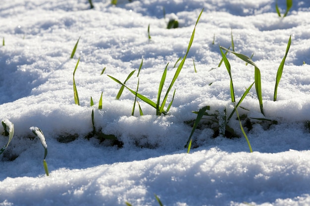 Groene spruiten van de wintervariëteit van granen onder de sneeuw