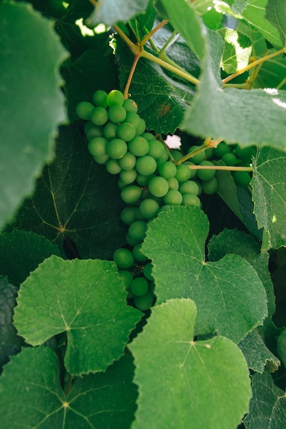 Foto groene spruiten van druiven takken groeien in de wijngaard in de lente tuin