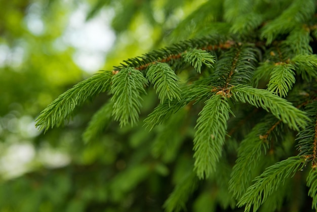 Groene spruiten van een jonge spar Selectieve focus