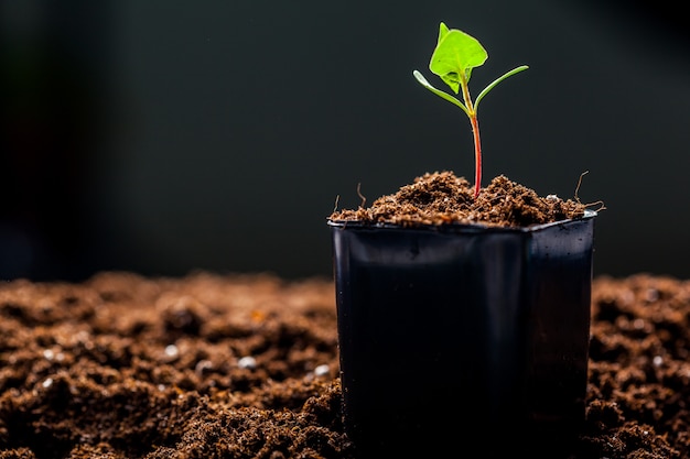 Groene spruiten zijn in de grond gesprongen