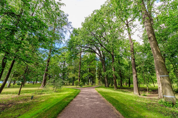 Groene steegje van het park