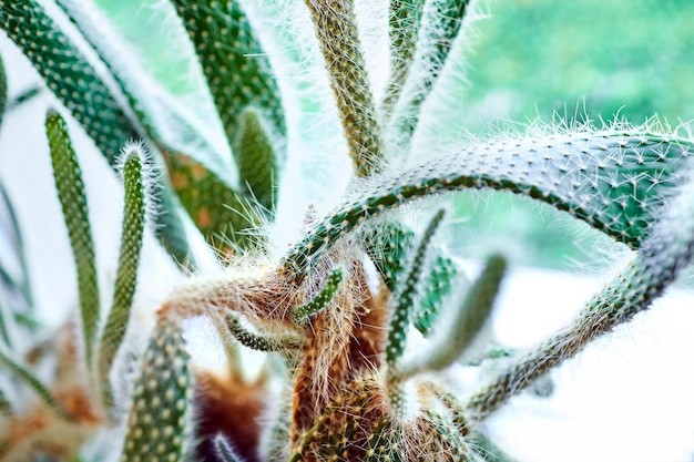 Groene stekelige cactus dichtbij raam, kamerplant in natuurlijk daglicht