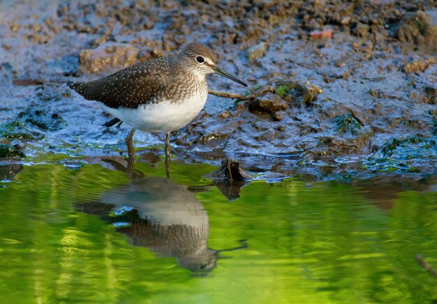 Groene strandloper Tringa ochropus De vogel loopt langs de oever van een riviertje op zoek naar voedsel