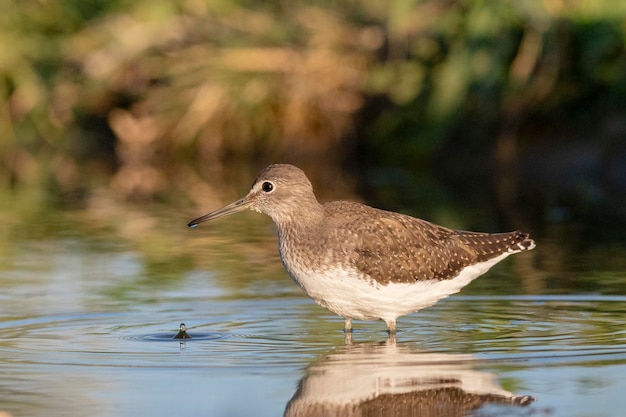 Groene strandloper (Tringa ochropus) Toledo, Spanje