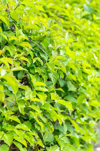 Groene struik als natuurlijke achtergrond