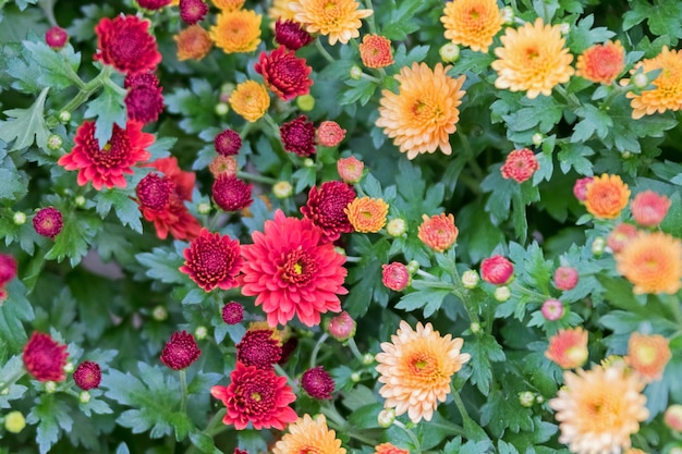 Groene struik met kleine gele en rode bloemen