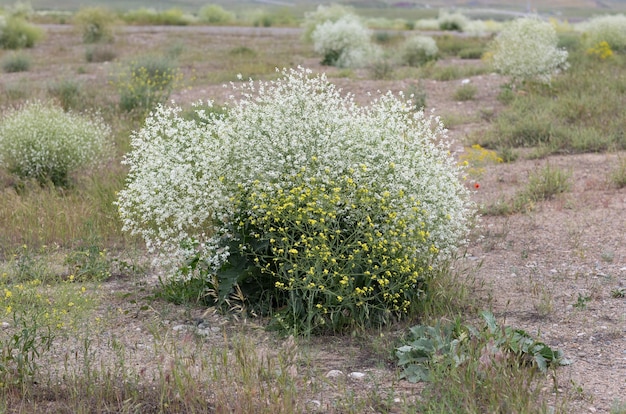 Foto groene struik met witte bloemen op een groen veld