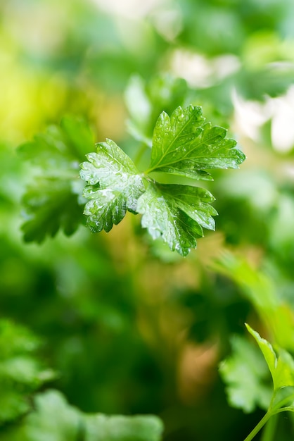 Groene struik van krullende peterselie dicht omhoog.