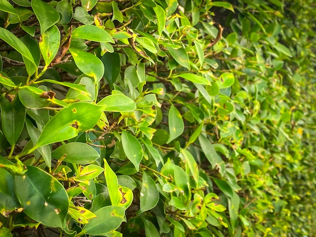 Groene struiken die werden gebruikt om de tuinachtergrond te versieren