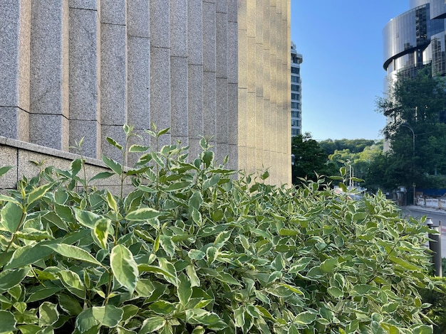 Groene struiken groeien in het centrum in de buurt van gebouwen in het zakencentrum