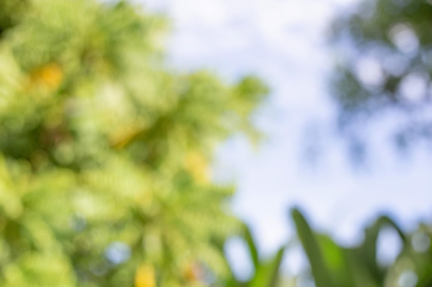 Groene struiken in de voortuin