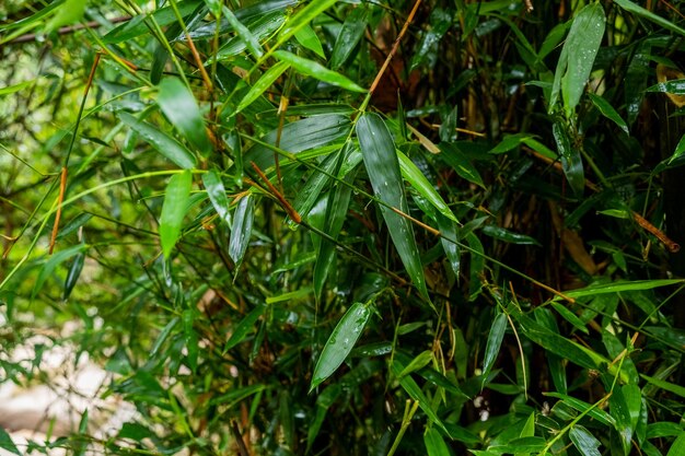 Groene struiken op de achtergrond van een tropisch land