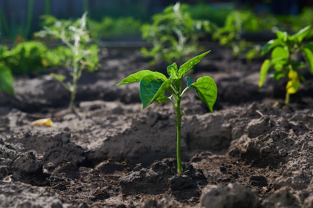 Groene struiken scheuten paprika