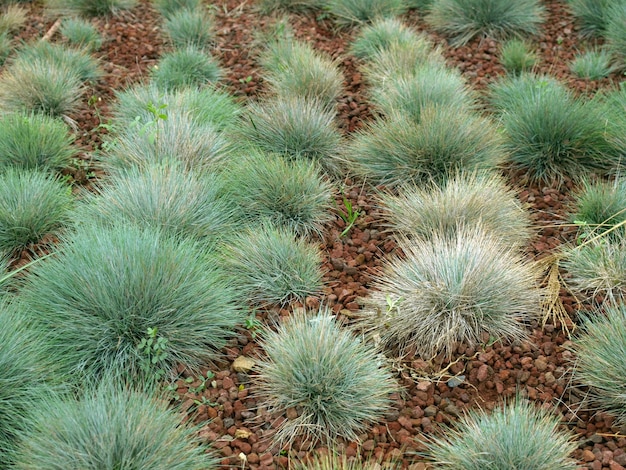 Groene struiken struik