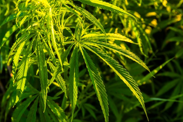 Groene struiken van marihuana Close-up van een jonge medicinale marihuana-cannabisbladeren