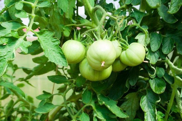 Groene struiken van tomaten met vruchten close-up