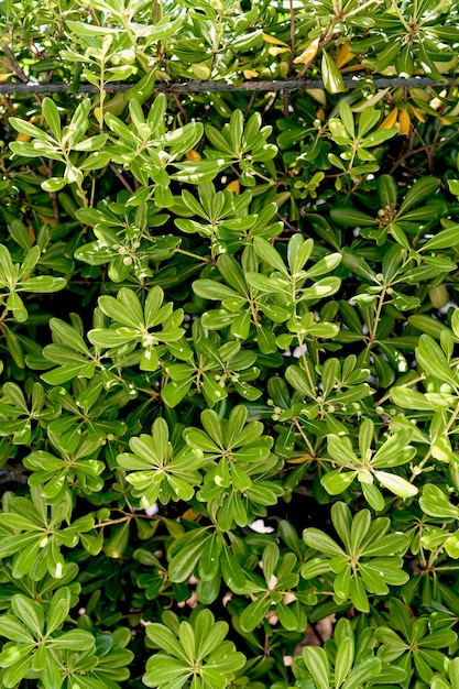 Groene struikgewas van magnolia struiken close-up