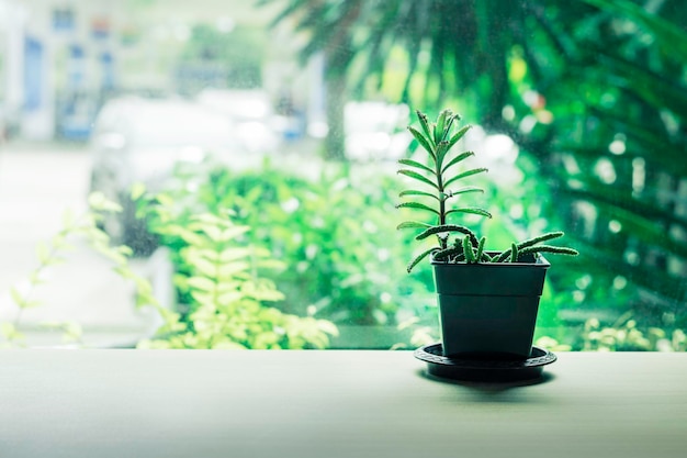 Groene succulente plantenpot op houten tafel versieren naast het raam in huis Minimale bloemcactuspot binnen interieur