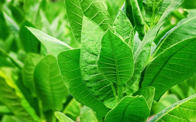 groene tabak groeit in de tuin bij een tabaksplantage tabaksproductieconcept