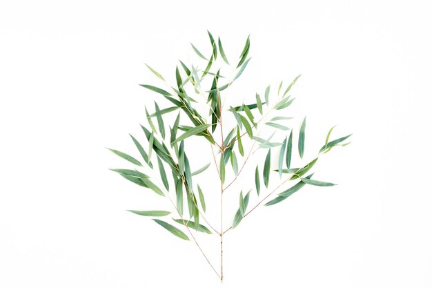groene tak eucalyptus op witte achtergrond plat lag bovenaanzicht