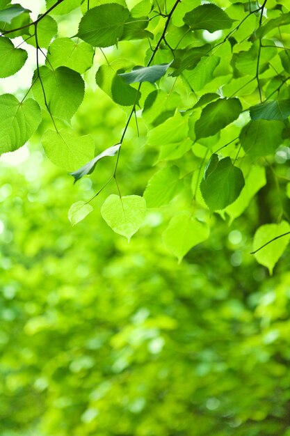 Groene tak met bladeren op een wazige achtergrond