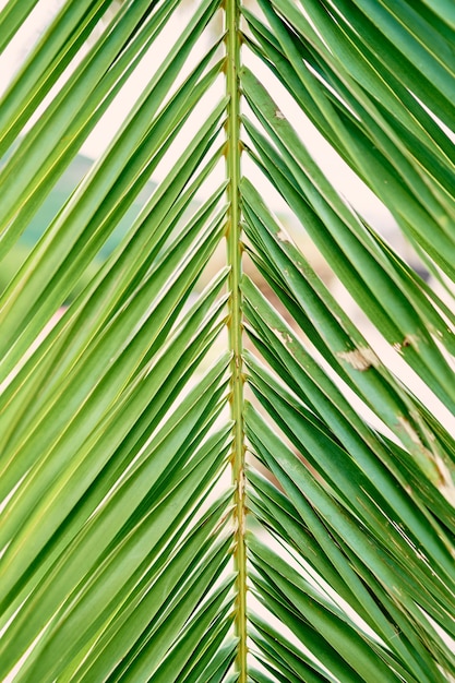 Groene tak van dadelpalm close-up