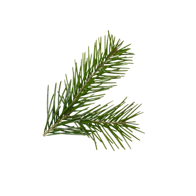 Groene tak van een naaldboom plant op een witte geïsoleerde achtergrond. Isoleer de takken van de kerstboom.