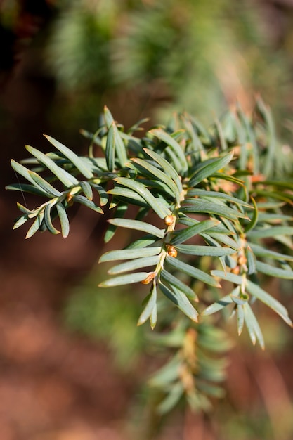 Groene tak van juniperus virginiana of virginian jeneverbes of oostelijke jeneverbes