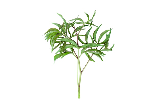 groene takje plant geïsoleerd op witte achtergrond
