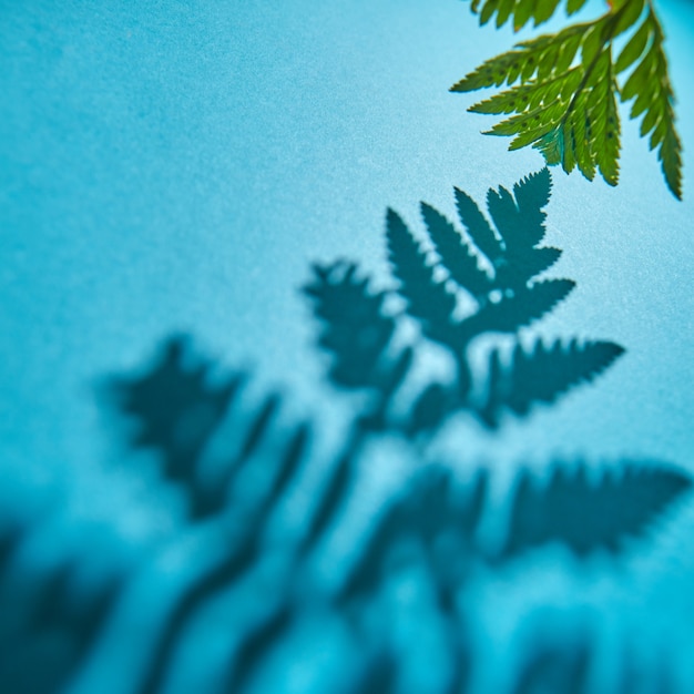 Groene takje varen met schaduwpatroon op een blauwe muur met ruimte voor tekst. Gebladerte lay-out