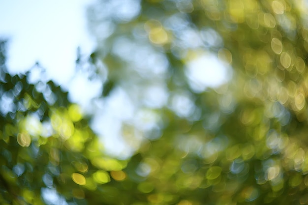 Groene takken bladeren achtergrond / abstracte weergave seizoensgebonden zomer bos, gebladerte groen, eco concept