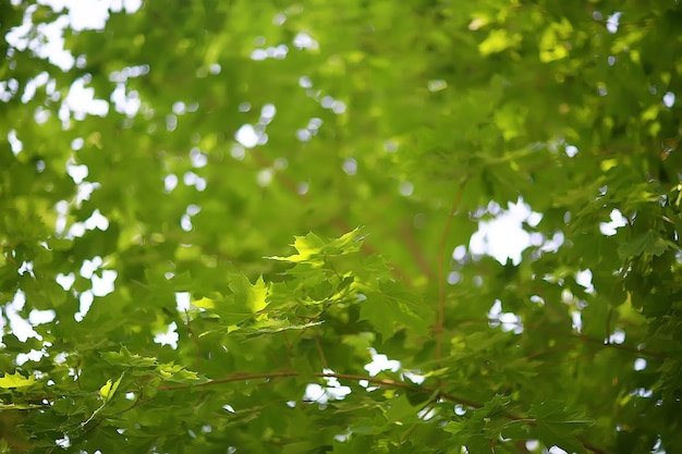 groene takken bladeren achtergrond / abstracte weergave seizoensgebonden zomer bos, gebladerte groen, eco concept