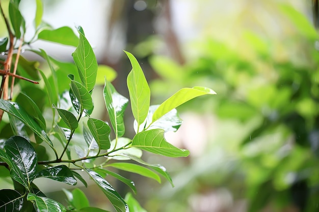 groene takken bladeren achtergrond / abstracte weergave seizoensgebonden zomer bos, gebladerte groen, eco concept