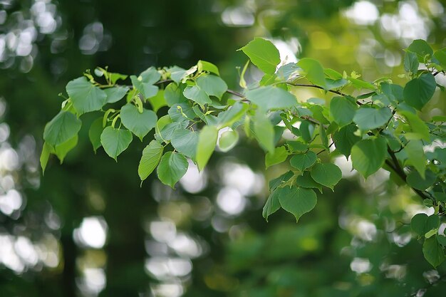 groene takken bladeren achtergrond / abstracte weergave seizoensgebonden zomer bos, gebladerte groen, eco concept