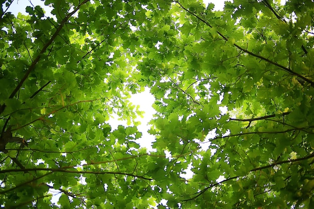 groene takken bladeren achtergrond / abstracte weergave seizoensgebonden zomer bos, gebladerte groen, eco concept